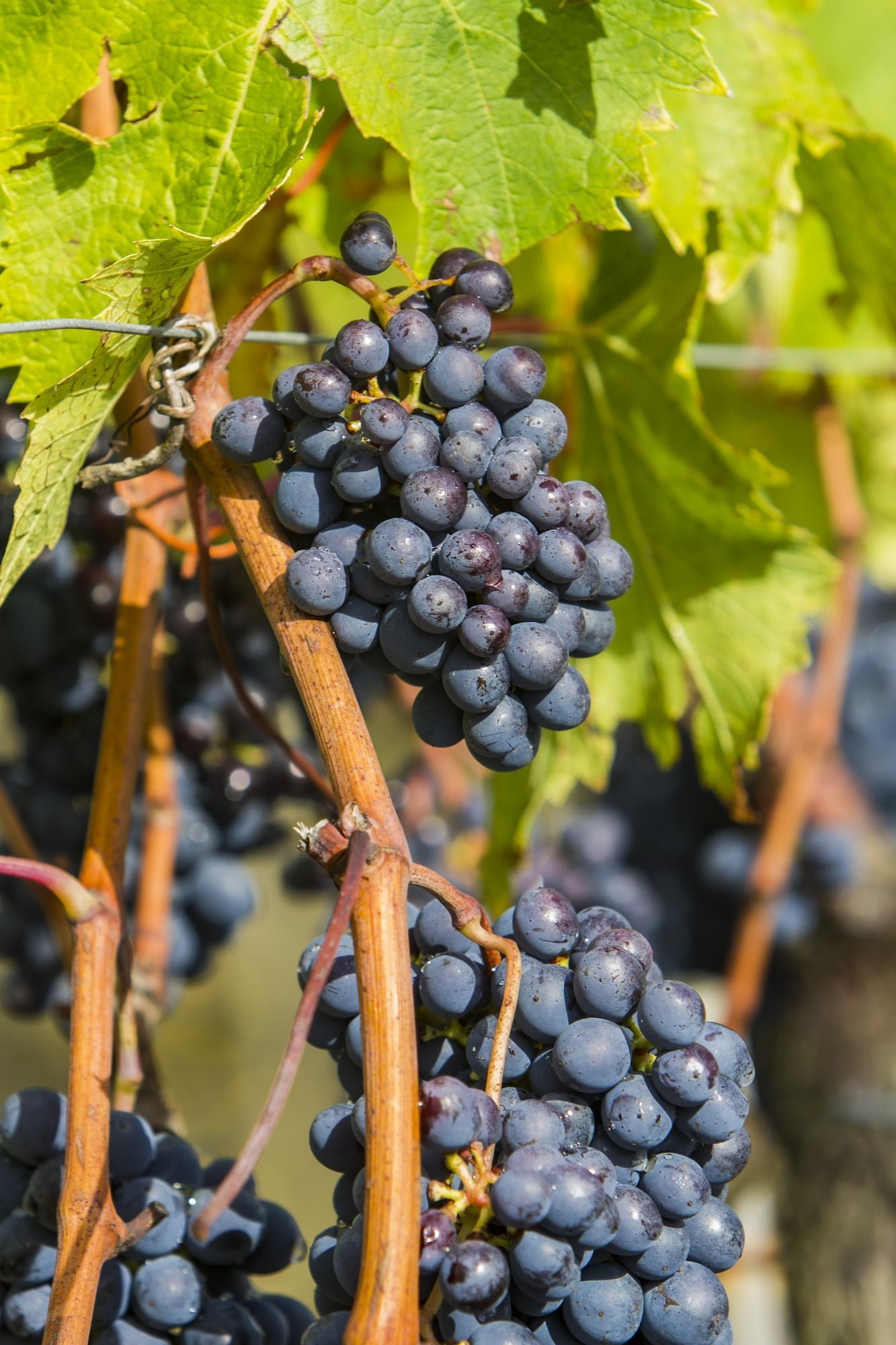 Sangiovese grapes in the Montalcino region of Tuscany, Italy