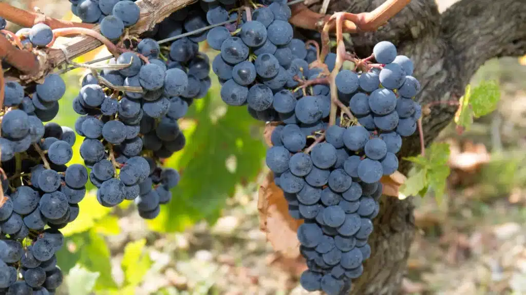 Syrah or Shiraz