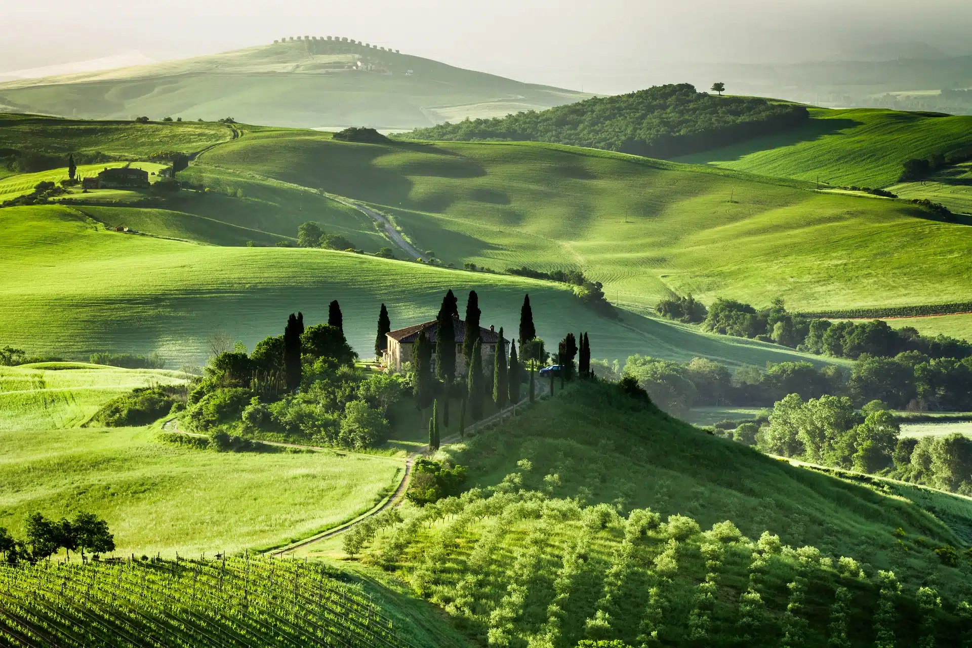 Om Winetalk. Farm of olive groves and vineyards.