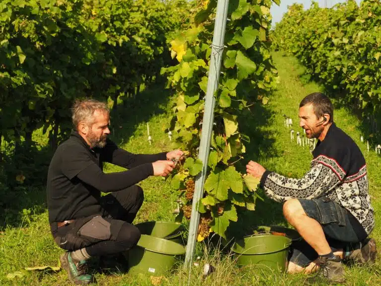 Ørnberg vine, Danske vine