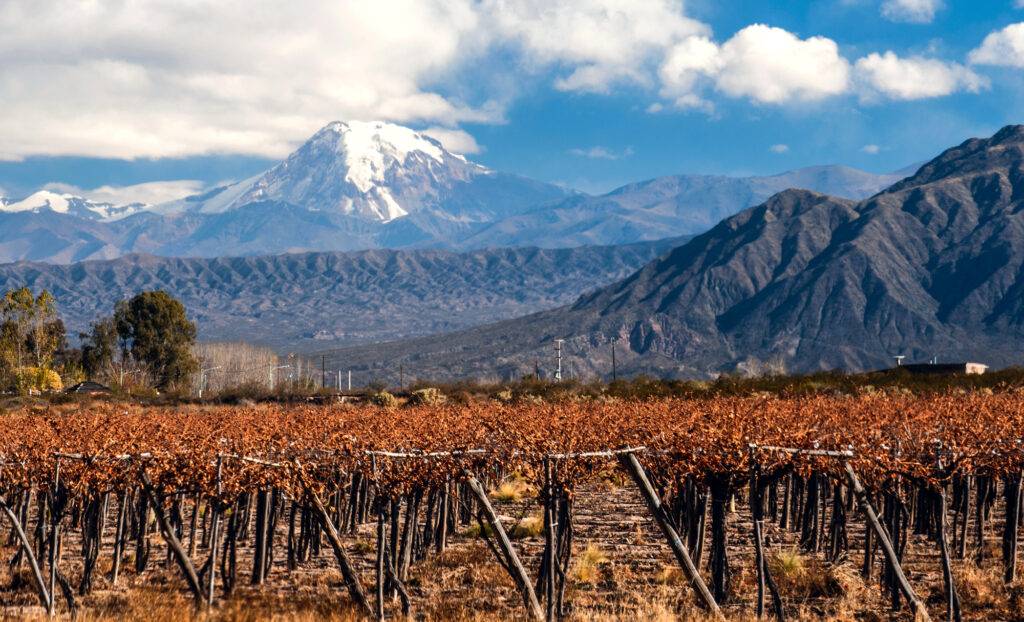 Malbec vine fra Argentina .Vinmarker i Malbex druens mekka Mendoza